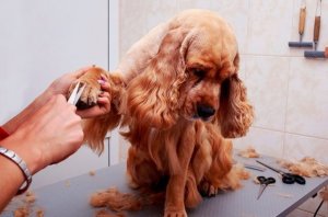 Sell Your Dog Grooming Business Prahran