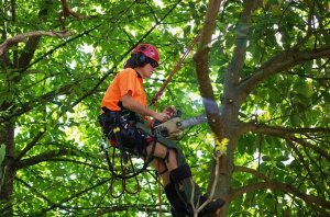 Tree Service Business for Sale