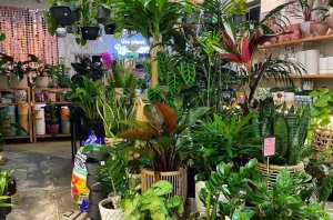 Bendigo Plant Nursery for Sale