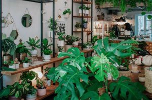 Bendigo Indoor Plant Shop for Sale