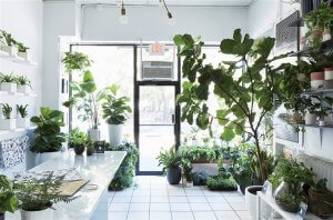 Indoor Plant Shop for Sale
